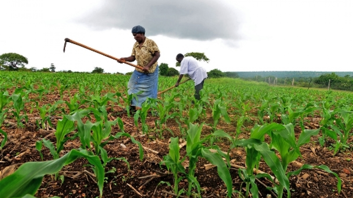 Fermiers au Swaziland qui utilisent des techniques de conservation pour cultiver d'autres récoltes que le maïs